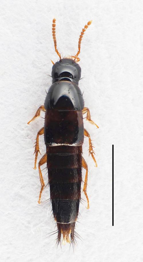 Quwatanabius_flavicornis-3mm Quwatanabius_flavicornis-3mm