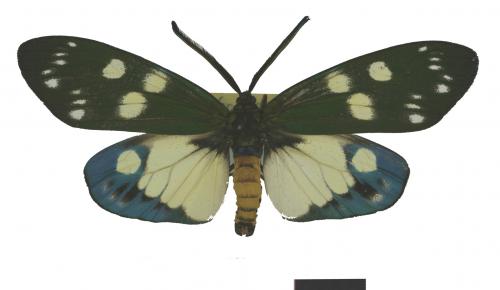 Eterusia taiwana (Wileman, 1911) Eterusia taiwana (Wileman, 1911)