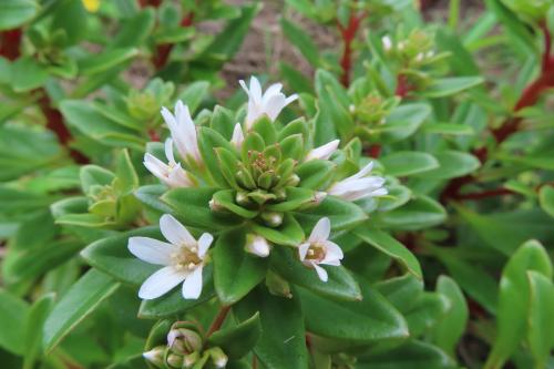 茅毛珍珠菜 茅毛珍珠菜