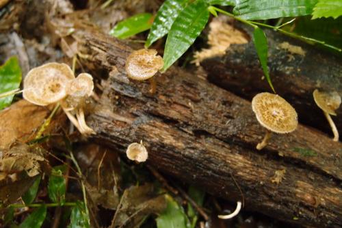 Polyporus arcularius(漏斗多孔菌)