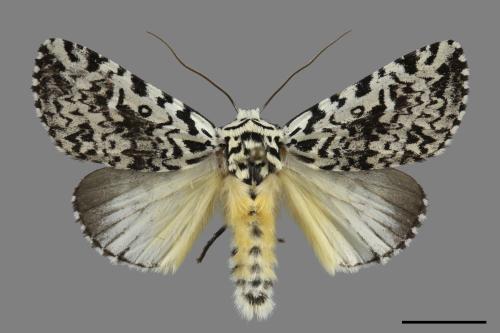 Trichosea diffusa[羝鑲夜蛾][00118048]