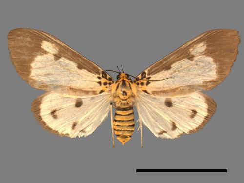 Asota plana lacteata[長斑擬燈蛾][00045593]