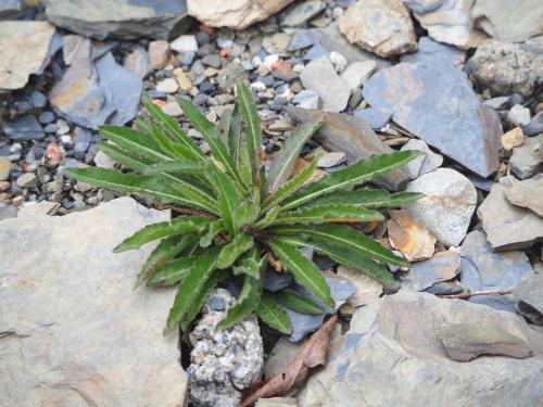 高山毛連菜