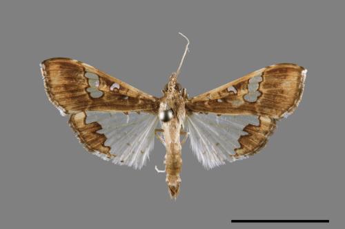 Maruca vitrata[00065476]