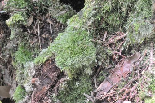 Leucobryum juniperoideum (Brid.) Müll. Hal. 庭園白髮苔(moss) 生態照