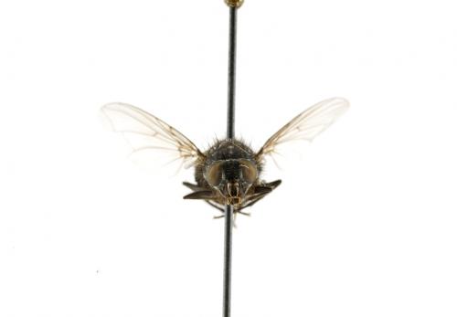 Calliphora pattoni female frontal Calliphora pattoni female frontal