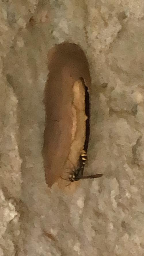 虎斑細腰蜾蠃