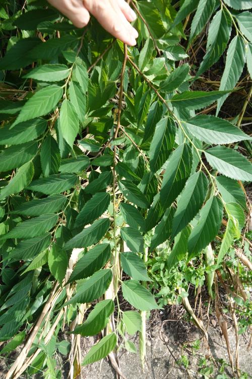 糙葉樹 糙葉樹