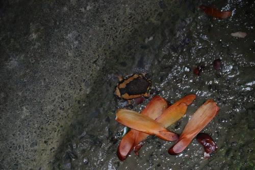 花狹口蛙 花狹口蛙