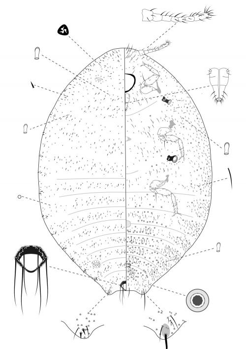 Nipaecoccus viridis (Newstead, 1894)