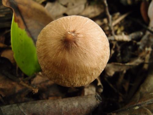 Inocybe nodulosospora(瘤孢絲蓋傘)