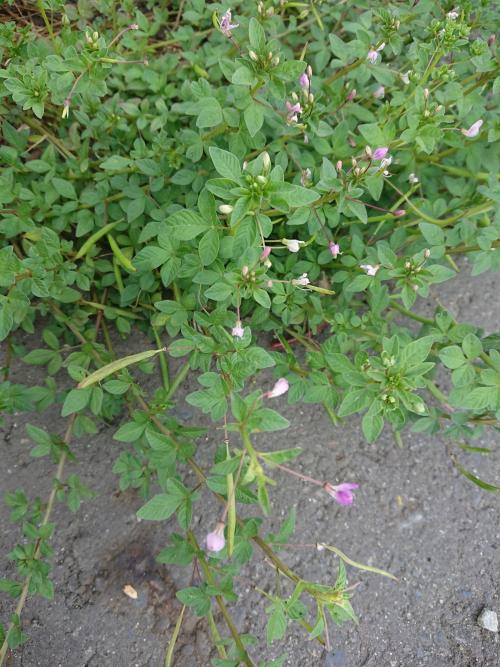 皺子白花菜