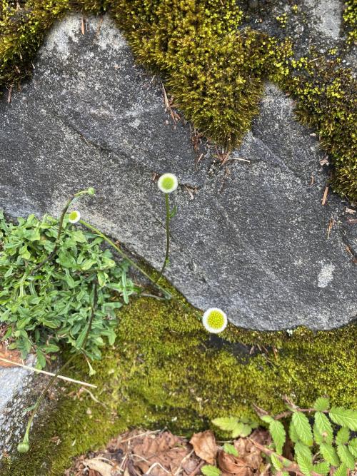 矮菊