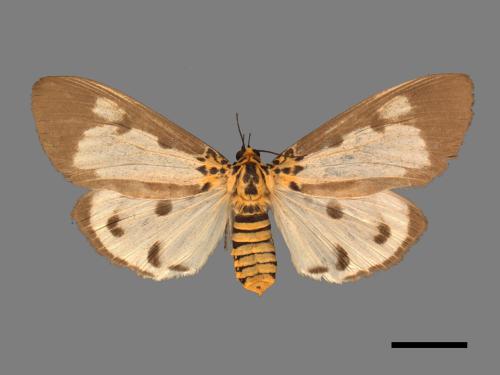 Asota plana lacteata[長斑擬燈蛾][00045170]