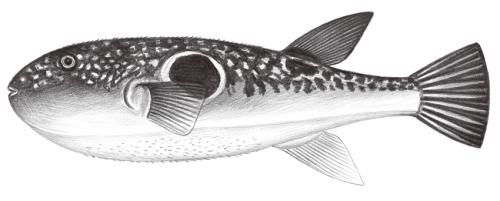 Takifugu rubripes@Jheng2553 Takifugu rubripes@Jheng2553