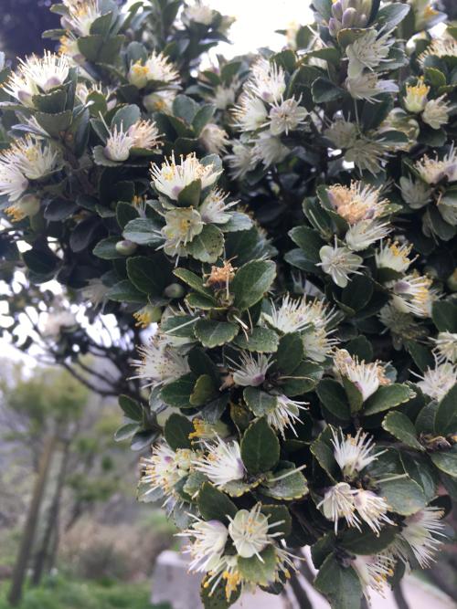 能高山灰木 能高山灰木