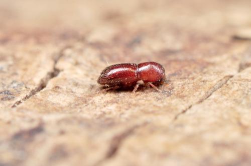 Euwallacea similis (Ferrari, 1867) 四粒方胸小蠹