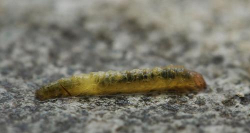 橙帶川水螟 Strepsinoma croesusalis Walker 橙帶川水螟 Strepsinoma croesusalis Walker