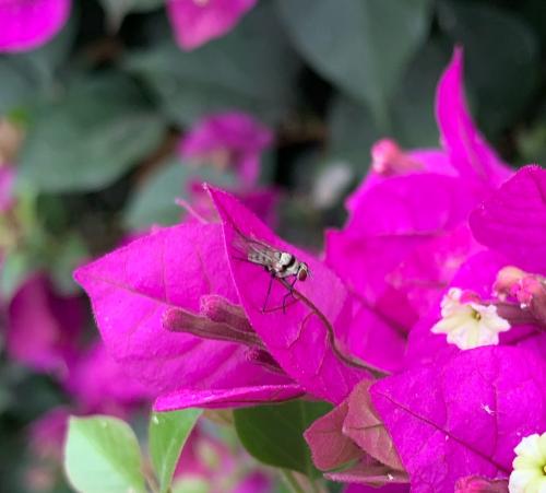 橫帶花蠅