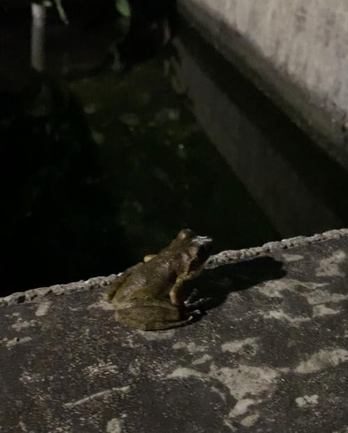 褐樹蛙 褐樹蛙