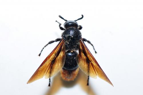 Scoliidae sp.