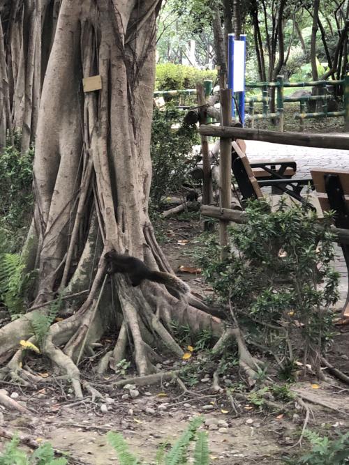 赤腹松鼠臺灣亞種
