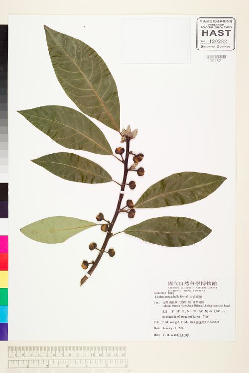HAST 00120282