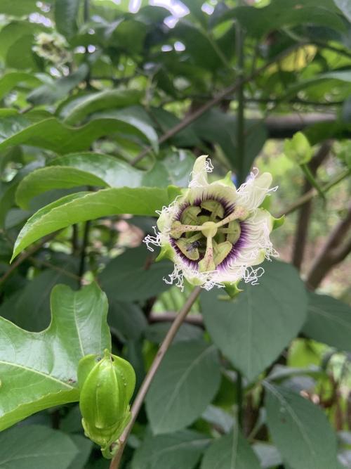 雞蛋果 雞蛋果