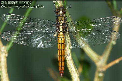 14-25 霜白蜻蜓(西里亞種) 14-25 霜白蜻蜓(西里亞種)