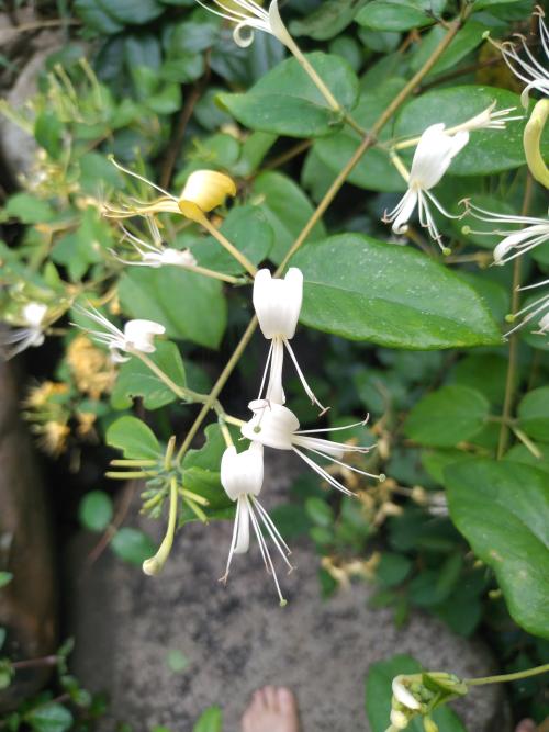 金銀花