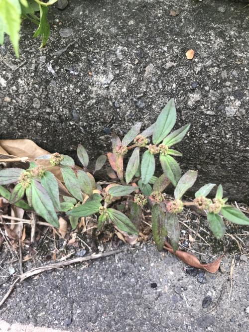 飛揚草 飛揚草