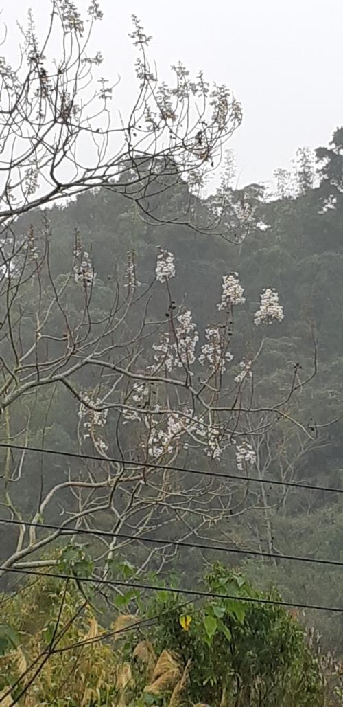 泡桐 泡桐