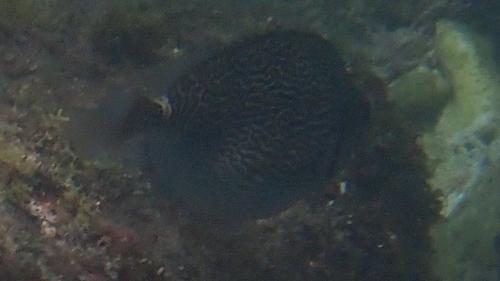 刺臭肚魚 刺臭肚魚