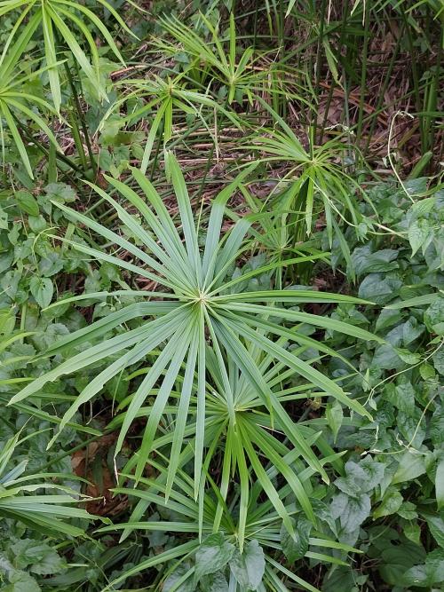 光桿輪傘莎草 光桿輪傘莎草