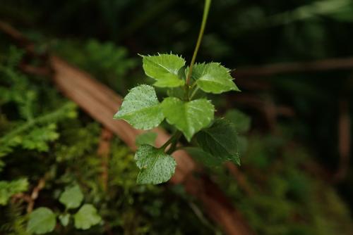 山桔梗