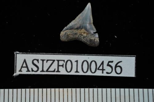 Carcharhinus sp. [ASIZF0100456]