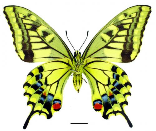 Papilio machaon schantungensis Eller, 1936 黃鳳蝶