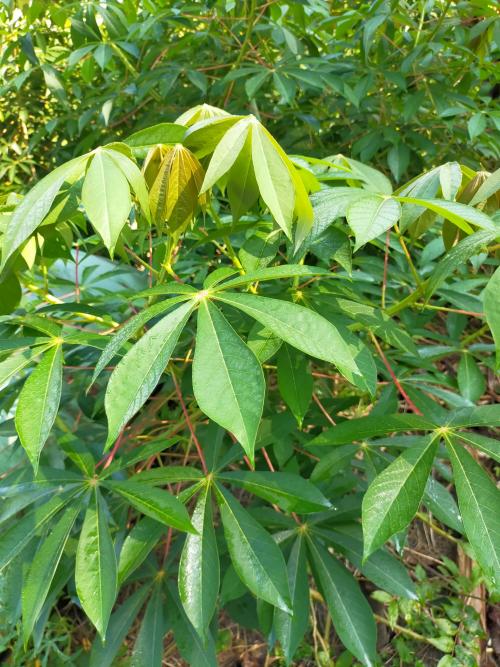 木薯 木薯
