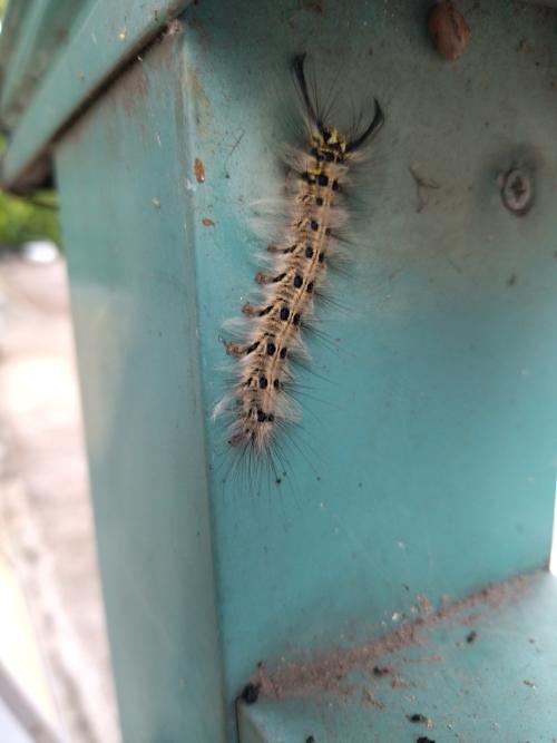 青黃枯葉蛾