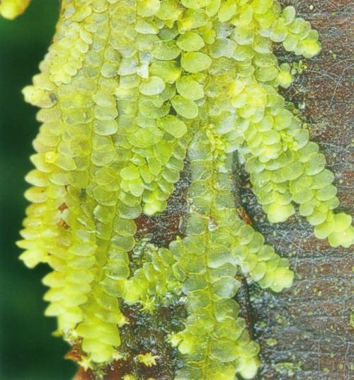 黃色細鱗蘚