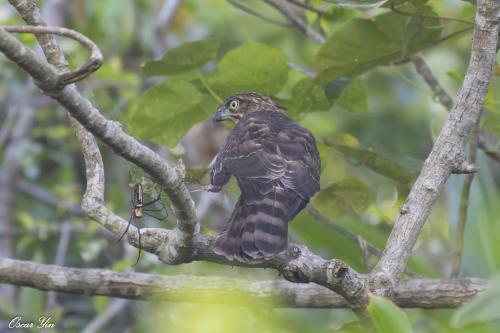 鳳頭蒼鷹(台灣亞種) 鳳頭蒼鷹(台灣亞種)