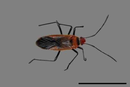 Dysdercus poecilus[00087931]
