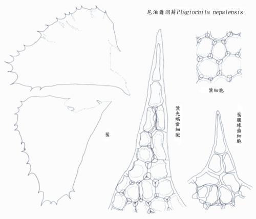 尼泊爾羽蘚