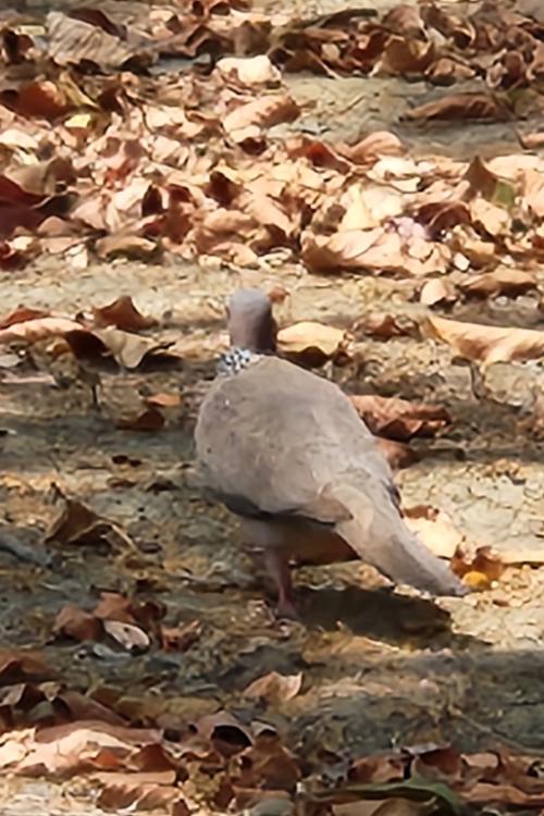 珠頸斑鳩(指名亞種) 珠頸斑鳩(指名亞種)