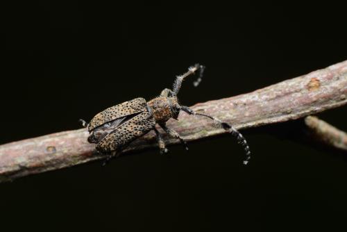 Cacia arisana Cacia arisana