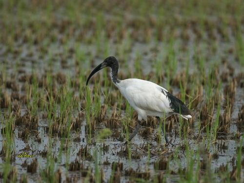 20090822_404664_Sacred_Ibis_9028.jpg