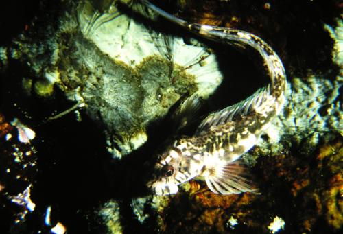 Andamia tetradactylus@fishdb-media-5312 Andamia tetradactylus@fishdb-media-5312