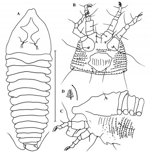 Tegonotus similis Wang & Huang, 2012