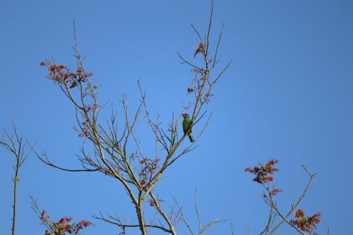 五色鳥 五色鳥