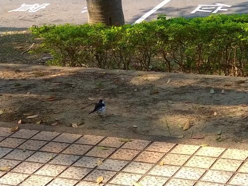 白鶺鴒(白面) 白鶺鴒(白面)